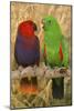 Eclectus Parrot Pair-null-Mounted Photographic Print