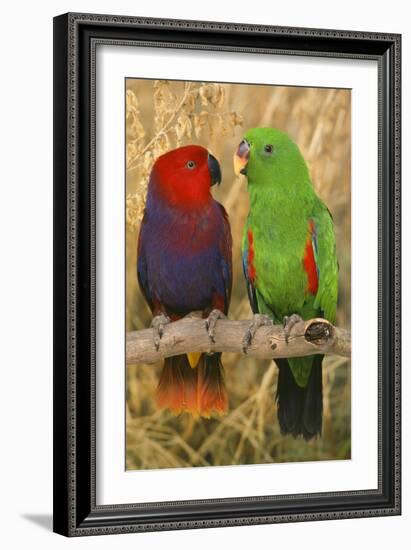 Eclectus Parrot Pair-null-Framed Photographic Print