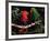 Eclectus Parrots: Male (Right) and Female (Left)-Lynn M. Stone-Framed Photographic Print