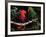 Eclectus Parrots: Male (Right) and Female (Left)-Lynn M. Stone-Framed Photographic Print