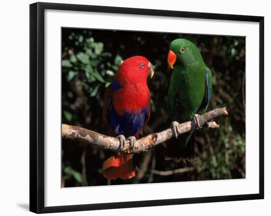 Eclectus Parrots: Male (Right) and Female (Left)-Lynn M. Stone-Framed Photographic Print