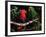 Eclectus Parrots: Male (Right) and Female (Left)-Lynn M. Stone-Framed Photographic Print