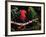 Eclectus Parrots: Male (Right) and Female (Left)-Lynn M. Stone-Framed Photographic Print