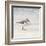 Eclipsed Sandpiper-Denise Brown-Framed Art Print