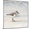 Eclipsed Sandpiper-Denise Brown-Mounted Art Print