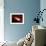 Eclipsing Binary Star System-Chris Butler-Framed Photographic Print displayed on a wall