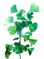 Eco Garden - Ginko-null-Giclee Print