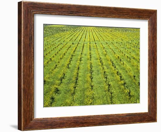 Ecological Wine-Growing (Mustard Flowers Between Rows of Vines)-Hendrik Holler-Framed Photographic Print