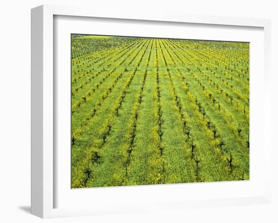 Ecological Wine-Growing (Mustard Flowers Between Rows of Vines)-Hendrik Holler-Framed Photographic Print