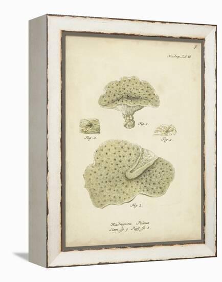 Ecru Coral I-Johann Esper-Framed Stretched Canvas