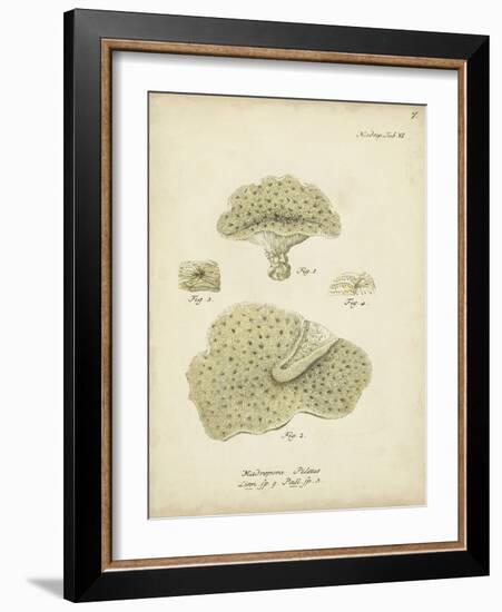 Ecru Coral I-Johann Esper-Framed Art Print