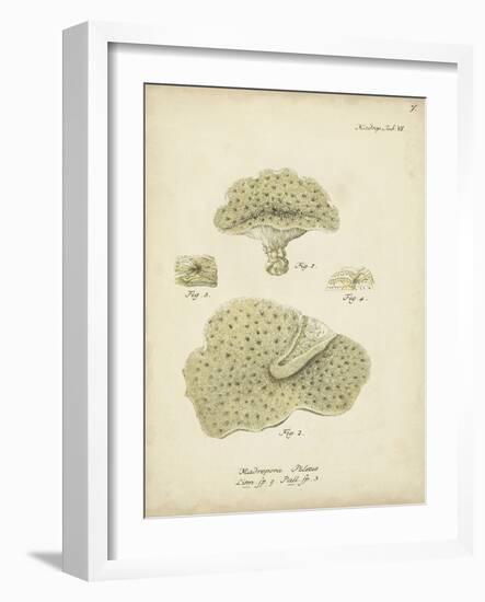 Ecru Coral I-Johann Esper-Framed Art Print