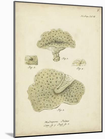 Ecru Coral I-Johann Esper-Mounted Art Print