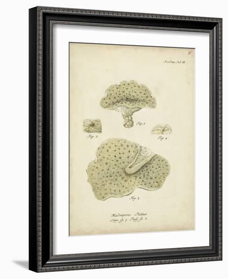 Ecru Coral I-Johann Esper-Framed Art Print