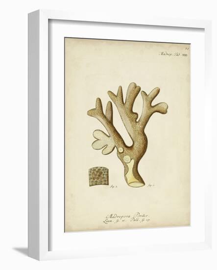 Ecru Coral II-Johann Esper-Framed Art Print