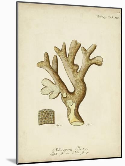 Ecru Coral II-Johann Esper-Mounted Art Print