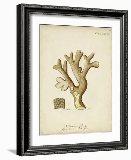 Ecru Coral II-Johann Esper-Framed Art Print