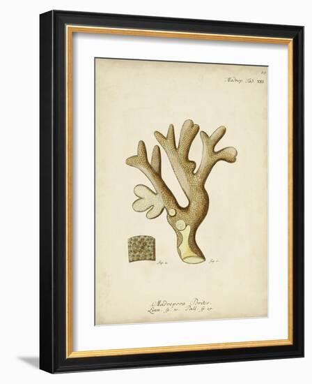 Ecru Coral II-Johann Esper-Framed Art Print