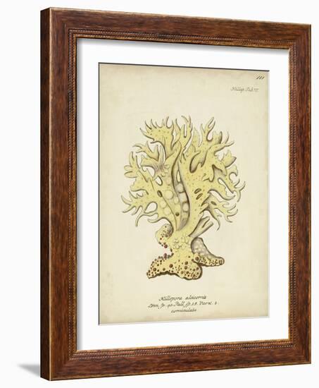 Ecru Coral IX-Johann Esper-Framed Art Print