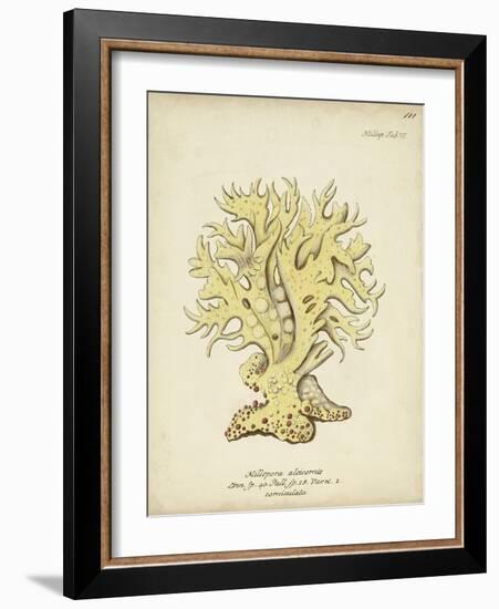 Ecru Coral IX-Johann Esper-Framed Art Print