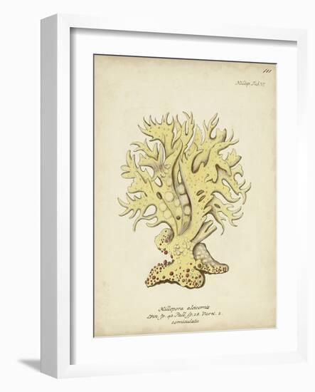 Ecru Coral IX-Johann Esper-Framed Art Print