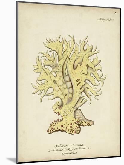 Ecru Coral IX-Johann Esper-Mounted Art Print