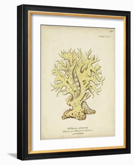 Ecru Coral IX-Johann Esper-Framed Art Print