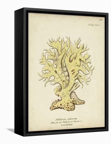 Ecru Coral IX-Johann Esper-Framed Stretched Canvas