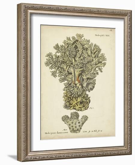 Ecru Coral VI-Johann Esper-Framed Art Print