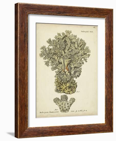 Ecru Coral VI-Johann Esper-Framed Art Print