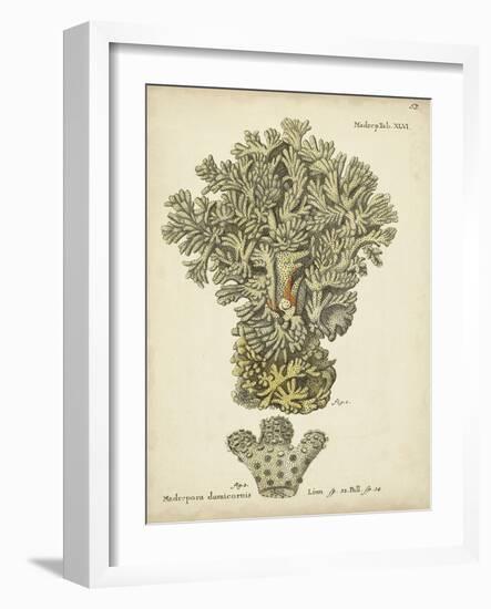 Ecru Coral VI-Johann Esper-Framed Art Print