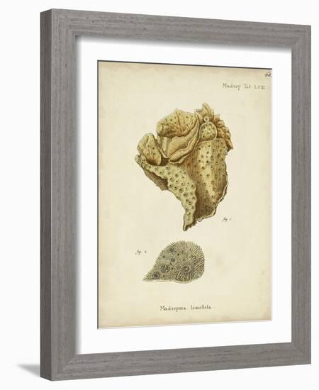 Ecru Coral VII-Johann Esper-Framed Art Print