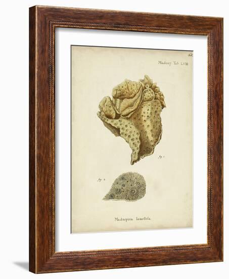 Ecru Coral VII-Johann Esper-Framed Art Print