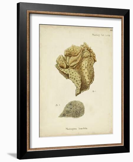 Ecru Coral VII-Johann Esper-Framed Art Print