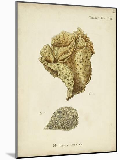 Ecru Coral VII-Johann Esper-Mounted Art Print