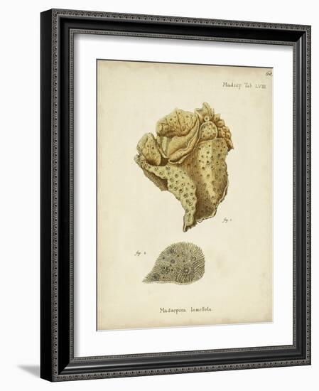 Ecru Coral VII-Johann Esper-Framed Art Print