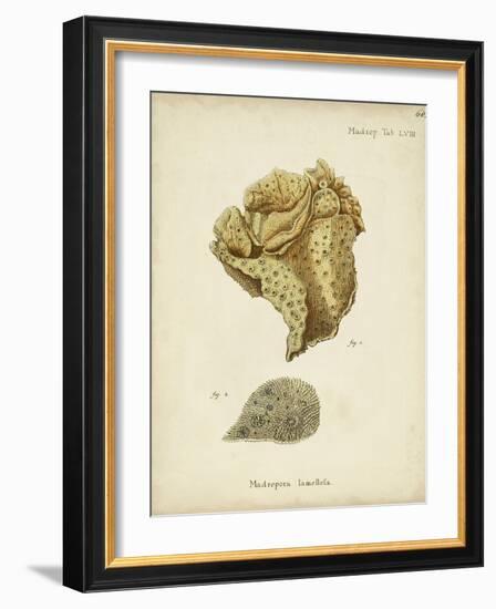 Ecru Coral VII-Johann Esper-Framed Art Print