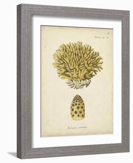 Ecru Coral VIII-Johann Esper-Framed Art Print