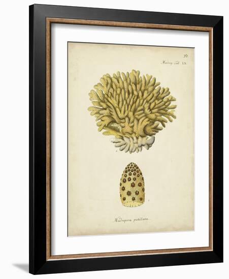 Ecru Coral VIII-Johann Esper-Framed Art Print