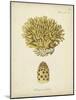 Ecru Coral VIII-Johann Esper-Mounted Art Print