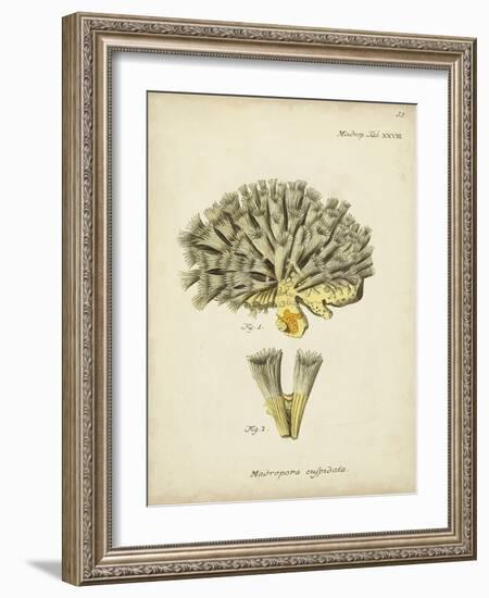 Ecru Coral XI-Johann Esper-Framed Art Print