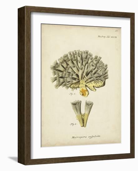 Ecru Coral XI-Johann Esper-Framed Art Print