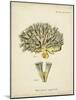 Ecru Coral XI-Johann Esper-Mounted Art Print
