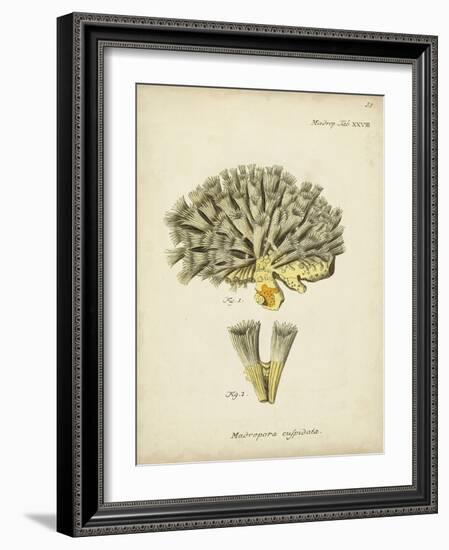 Ecru Coral XI-Johann Esper-Framed Art Print