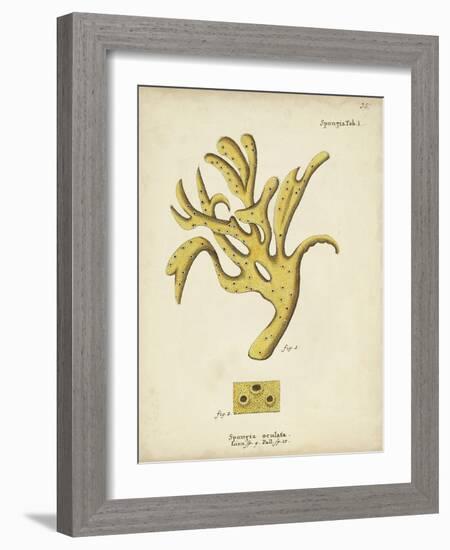 Ecru Coral XII-Johann Esper-Framed Art Print