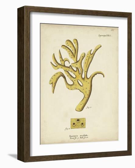 Ecru Coral XII-Johann Esper-Framed Art Print