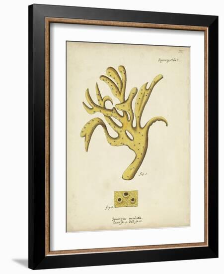 Ecru Coral XII-Johann Esper-Framed Art Print