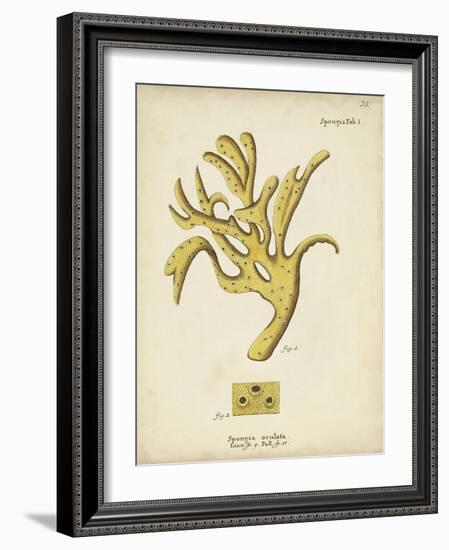 Ecru Coral XII-Johann Esper-Framed Art Print