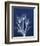 Ecto Indigo Tulips-Albert Koetsier-Framed Photo