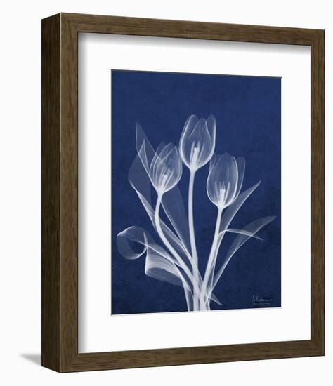 Ecto Indigo Tulips-Albert Koetsier-Framed Photo